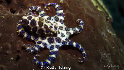 i am danger... beware..! by Rudy Tulang 